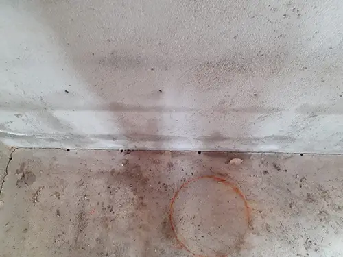 termites-traitement curatif-barriere injection