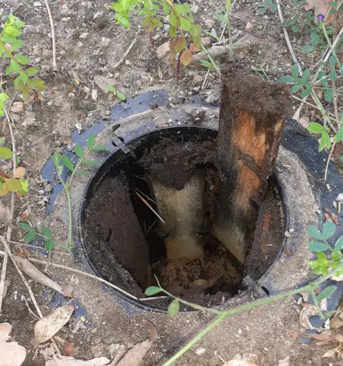 termites - traitement curatif par piege