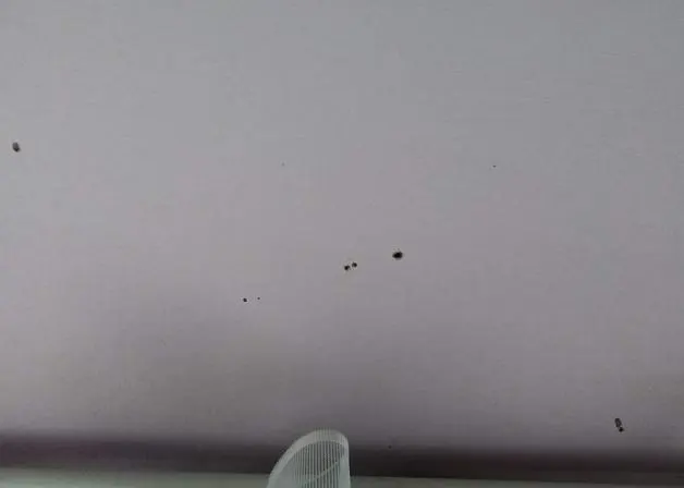 Petits trous de 2 mm environ visibles sur les plâtres de plafond ou les murs.